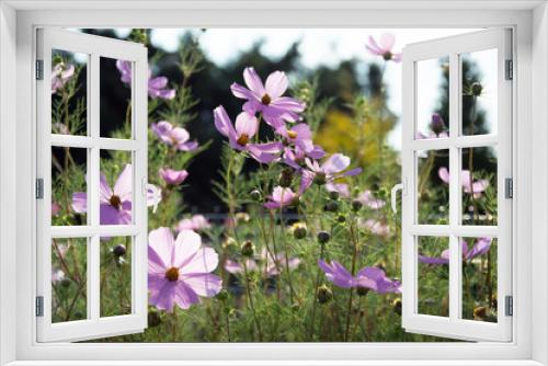 Fototapeta Naklejka Na Ścianę Okno 3D - A few pink cosmea flowers on a flowerbed