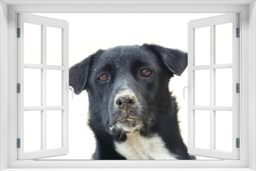 Fototapeta Naklejka Na Ścianę Okno 3D - black dog