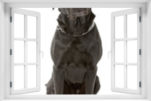 Fototapeta Naklejka Na Ścianę Okno 3D - front view of a black labrador retriever