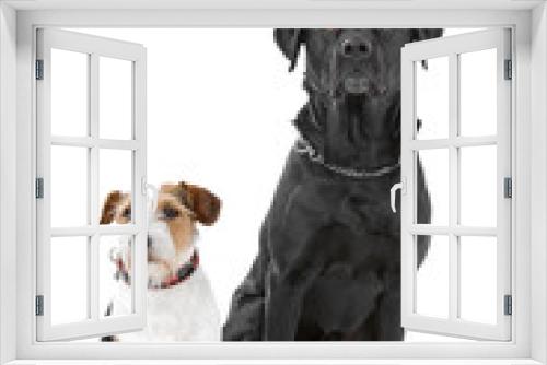 Fototapeta Naklejka Na Ścianę Okno 3D - black labrador retriever and jack russel terrier dog
