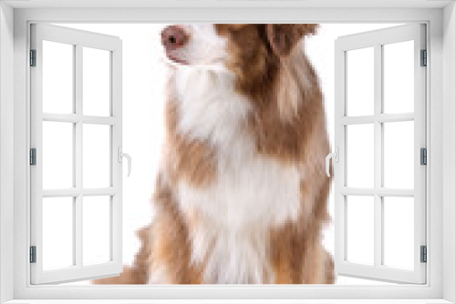 Fototapeta Naklejka Na Ścianę Okno 3D - front view of a border collie dog isolated on a white background