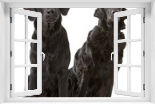 Fototapeta Naklejka Na Ścianę Okno 3D - two Flat-Coated Retriever dogs (Flatcoat, Flattie)