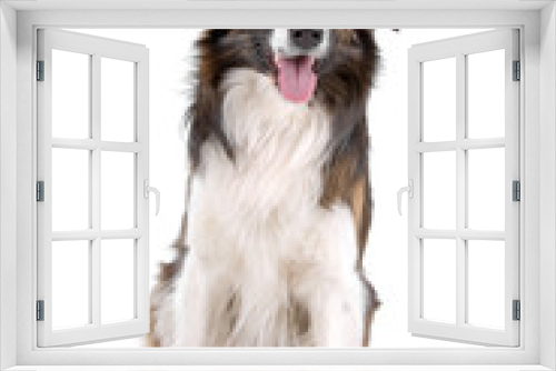 Fototapeta Naklejka Na Ścianę Okno 3D - border collie dog sticking out tongue