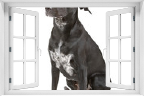 Fototapeta Naklejka Na Ścianę Okno 3D - mixed breed dog isolated on a white background