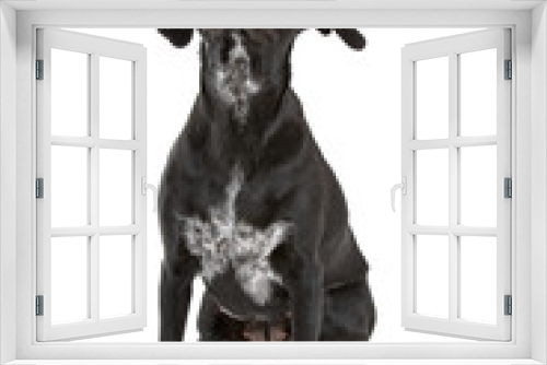 Fototapeta Naklejka Na Ścianę Okno 3D - mixed breed dog looking up