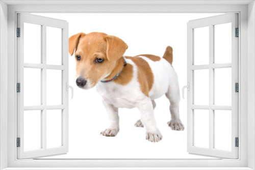 Fototapeta Naklejka Na Ścianę Okno 3D - jack russel terrier puppy isolated on a white background