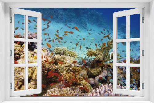 Fototapeta Naklejka Na Ścianę Okno 3D - Beautiful coral reef, colorful underwater scenery