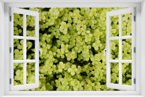 Fototapeta Naklejka Na Ścianę Okno 3D - グリーンの葉