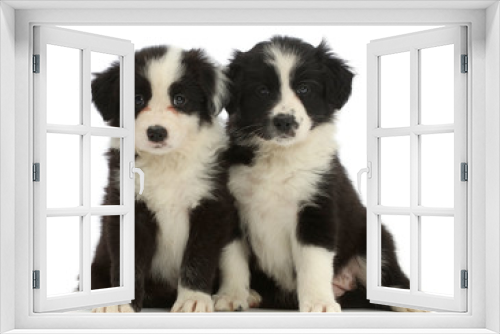 Fototapeta Naklejka Na Ścianę Okno 3D - WP46510 Two Black-and-white Border Collie puppies, sitting
