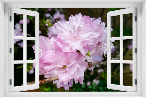 Fototapeta Naklejka Na Ścianę Okno 3D - 可憐な 八重桜