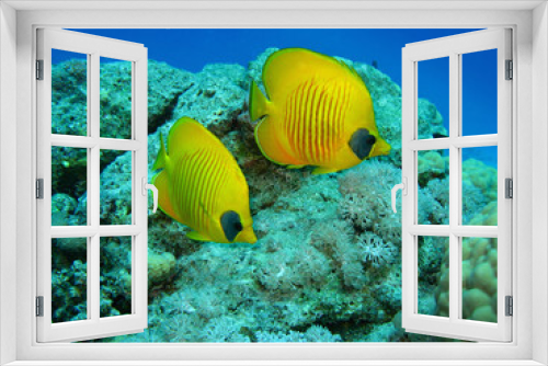 Fototapeta Naklejka Na Ścianę Okno 3D - Closeup photo of two butterfly fishes . They are  among the coral in wildlife. 
