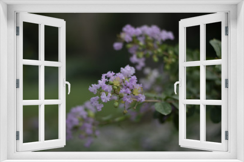 Fototapeta Naklejka Na Ścianę Okno 3D - A flower
