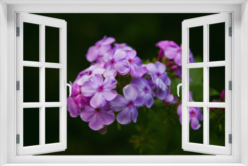 Fototapeta Naklejka Na Ścianę Okno 3D - pink flowers on a green background