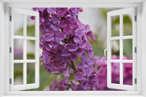 Fototapeta Naklejka Na Ścianę Okno 3D - branch of lilac in the background in spring day
