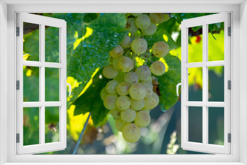 Fototapeta Naklejka Na Ścianę Okno 3D - Bio winery white wine grape vineyard in Provence, south of France