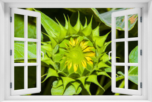 Fototapeta Naklejka Na Ścianę Okno 3D - Sunflower bud