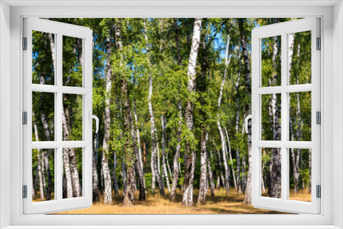 Fototapeta Naklejka Na Ścianę Okno 3D - Beautiful birch trees in birch forest at summer