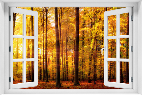 Fototapeta Naklejka Na Ścianę Okno 3D - Wald Panorama mit Sonne im Herbst, stimmungsvolles Licht