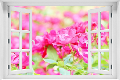 Fototapeta Naklejka Na Ścianę Okno 3D - 春の風に揺れるピンクのバラ