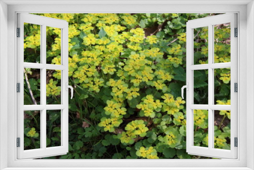 Fototapeta Naklejka Na Ścianę Okno 3D - spring flora