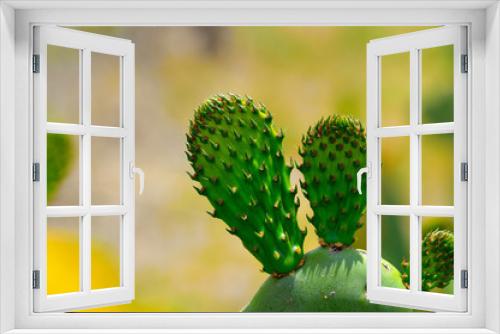 Fototapeta Naklejka Na Ścianę Okno 3D - Cactus close up