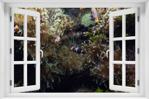 Fototapeta Naklejka Na Ścianę Okno 3D - ocellaris clownfish clown anemonefish clownfish false percula clownfish Amphiprion ocellaris animal Underwater Photo close up small fish
