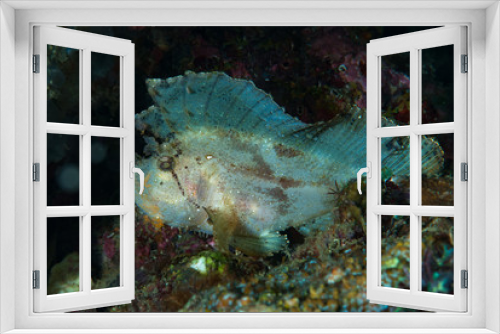 Fototapeta Naklejka Na Ścianę Okno 3D - Leaf Scorpionfish Taenianotus triacanthus