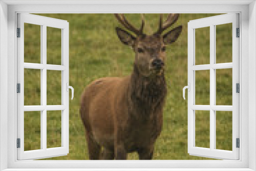 Fototapeta Naklejka Na Ścianę Okno 3D - Stag red deer in field in Scotland