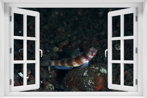 Fototapeta Naklejka Na Ścianę Okno 3D - Broad-Banded Shrimp-Goby Amblyeleotris periophthalma