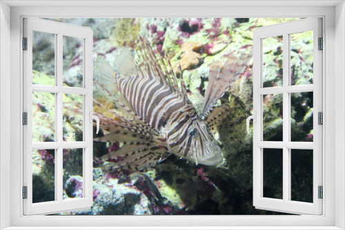 Fototapeta Naklejka Na Ścianę Okno 3D - White liend Lionfish (Pterois volitans)
