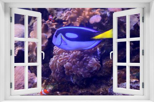 Fototapeta Naklejka Na Ścianę Okno 3D - Fish : Blue tang, regal tang, palette surgeonfish, royal blue tang (Paracanthurus hepatus)