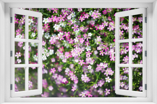 Fototapeta Naklejka Na Ścianę Okno 3D - close up of beautiful gypsophila flower