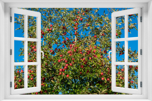 Fototapeta Naklejka Na Ścianę Okno 3D - Voller Apfelbaum - Erntezeit