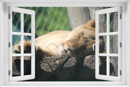 Fototapeta Naklejka Na Ścianę Okno 3D - wilde Tiere