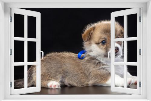Fototapeta Naklejka Na Ścianę Okno 3D - Welsh corgi puppy Dog  Isolated  on Black Background in studio