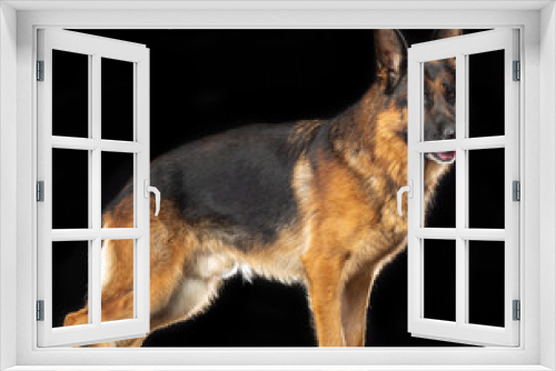 Fototapeta Naklejka Na Ścianę Okno 3D - German Shepherd Dog  Isolated  on Black Background in studio
