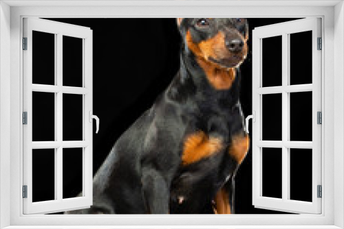 Fototapeta Naklejka Na Ścianę Okno 3D - Zwergpinscher Dog  Isolated  on Black Background in studio