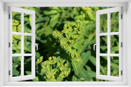 Fototapeta Naklejka Na Ścianę Okno 3D - Euphorbe d'Irlande (Euphorbia hyberna)