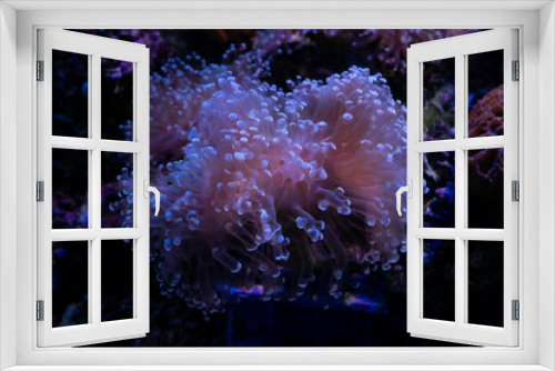 Fototapeta Naklejka Na Ścianę Okno 3D - Beautiful sea flower in underwater world with corals and  fish.