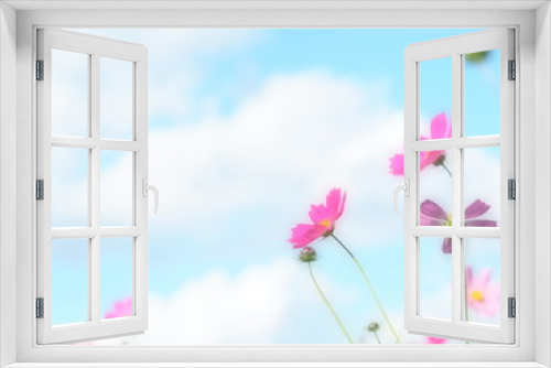 Fototapeta Naklejka Na Ścianę Okno 3D - 青空とふんわり優しいコスモスの花