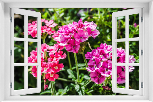 Fototapeta Naklejka Na Ścianę Okno 3D - Pink Verbena in the garden
