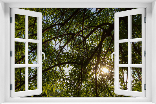 Fototapeta Naklejka Na Ścianę Okno 3D - foliage sole tra i rami
