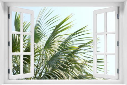 Fototapeta Naklejka Na Ścianę Okno 3D - Palm leaves