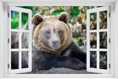 Fototapeta Naklejka Na Ścianę Okno 3D - Brown bear in the forest