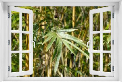 Fototapeta Naklejka Na Ścianę Okno 3D - palm grass leaf