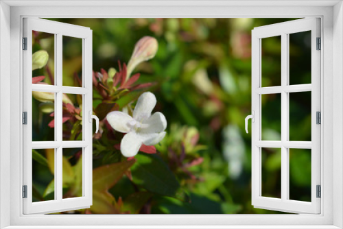 Fototapeta Naklejka Na Ścianę Okno 3D - Glossy abelia
