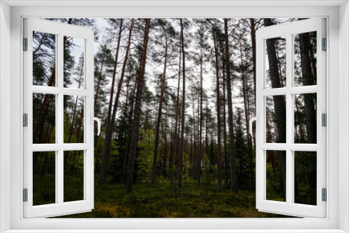 Fototapeta Naklejka Na Ścianę Okno 3D - Lahemaa National Park