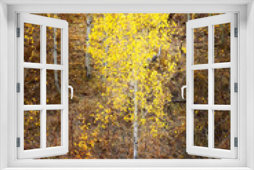 Fototapeta Naklejka Na Ścianę Okno 3D - Autumn Aspen Trees Fall Colors Golden Leaves and White Trunk Maple Red