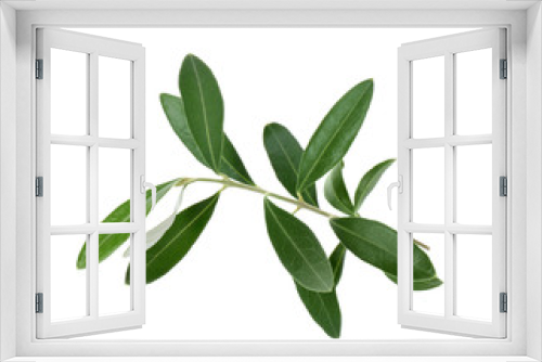 Fototapeta Naklejka Na Ścianę Okno 3D - Twig with fresh green olive leaves on white background
