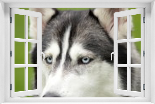 Fototapeta Naklejka Na Ścianę Okno 3D - Siberian Husky on green